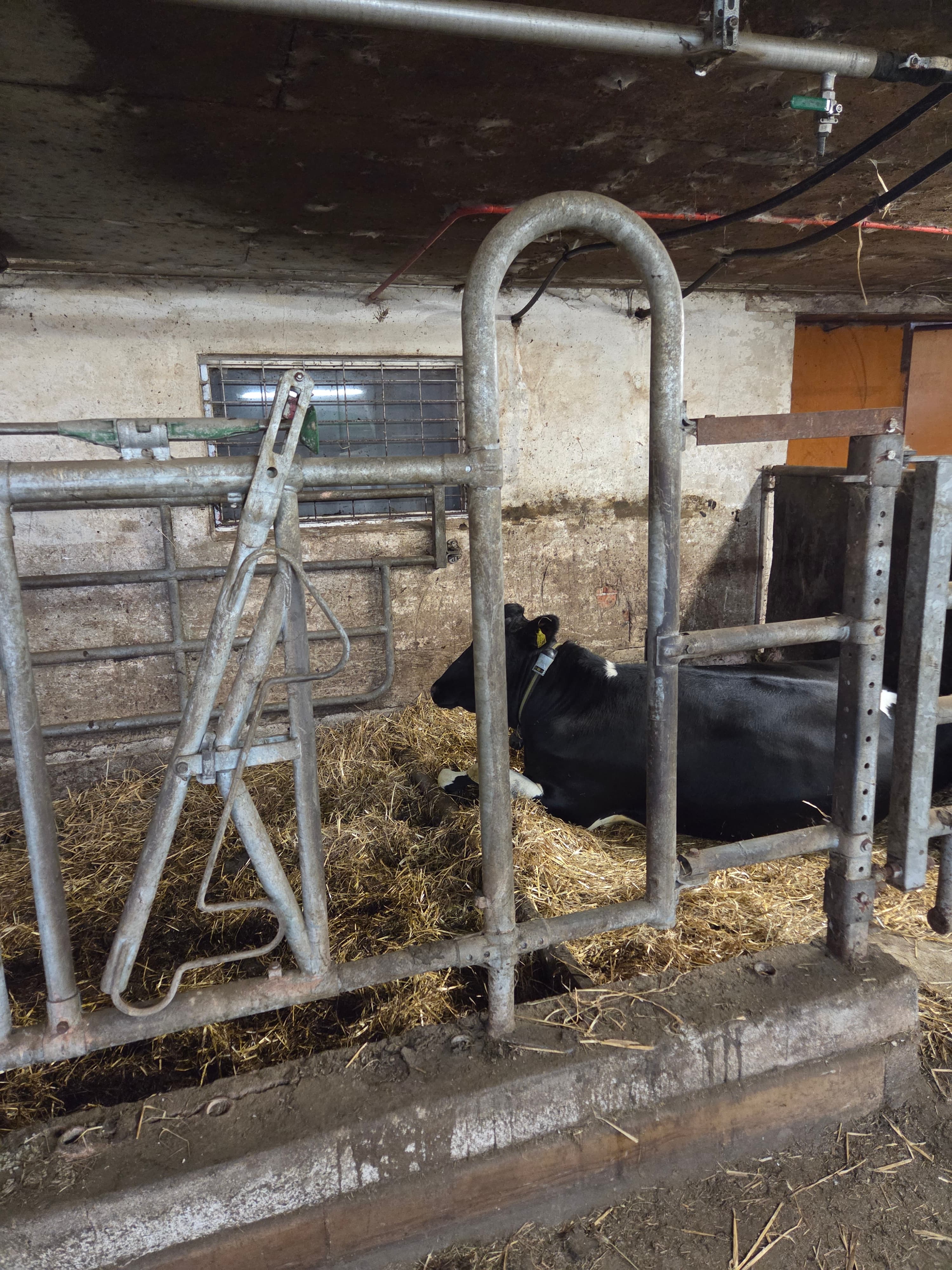 Valokuva navetan aitarakenteesta, jossa ihmisen mentävä aukko. Taustalla sonni. Kuva ei liity onnettomuuteen